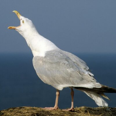 close up of a seagull tweeting