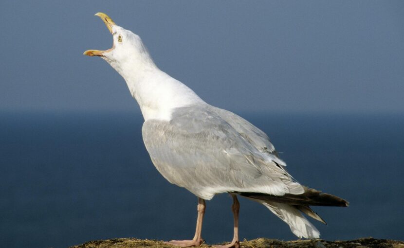 close up of a seagull tweeting