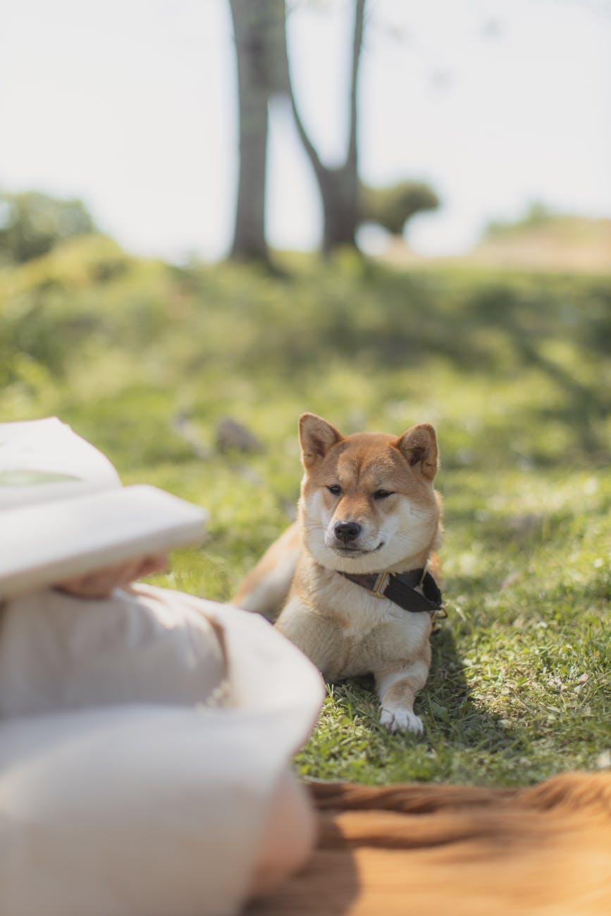 brown and white short coated siba inu dog lying on green grass
