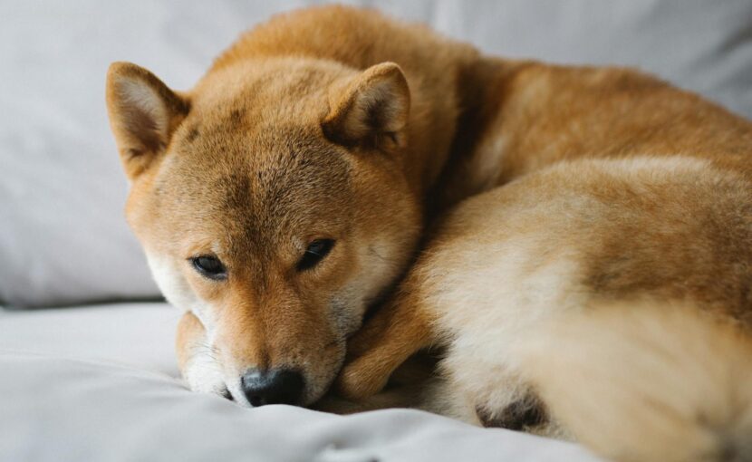 brown and white short coated dog lying on gray textile
