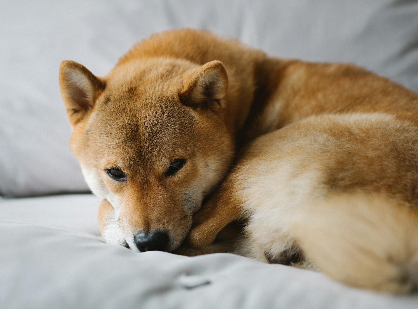 brown and white short coated dog lying on gray textile