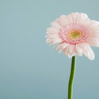 selective focus photography of pink petaled flower