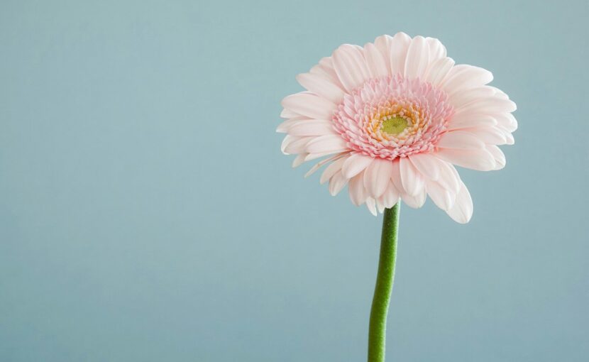 selective focus photography of pink petaled flower