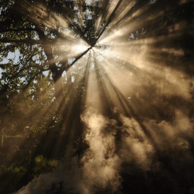sun rays coming through trees