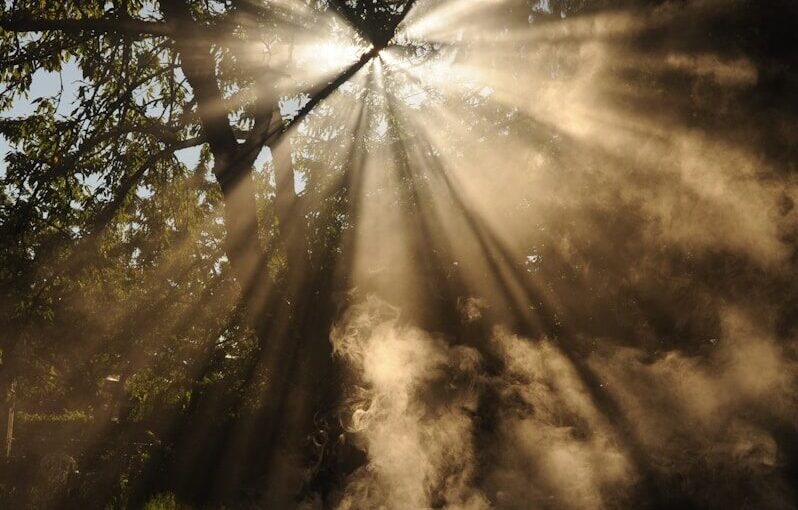 sun rays coming through trees